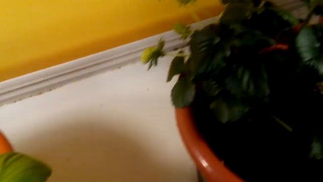 Выращивание дома ремонтантная клубника земляника strawberry на окне 16.12.18. Выращивание из семян. смотреть онлайн