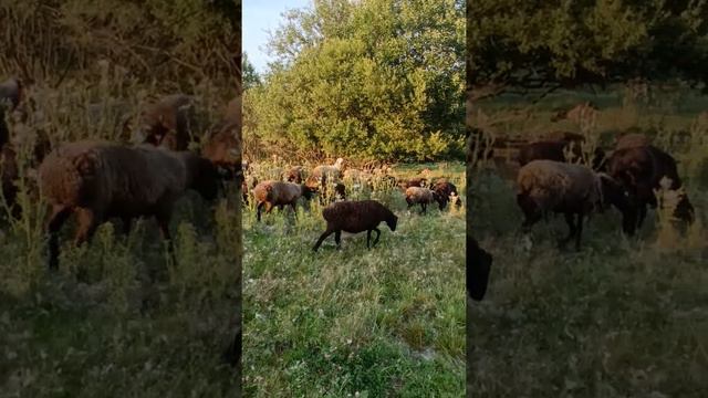 ПРОДАМ БАРАНЫ В Московской области г.Лобня смотреть онлайн