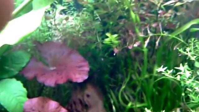 жучки в аквариуме смотреть онлайн