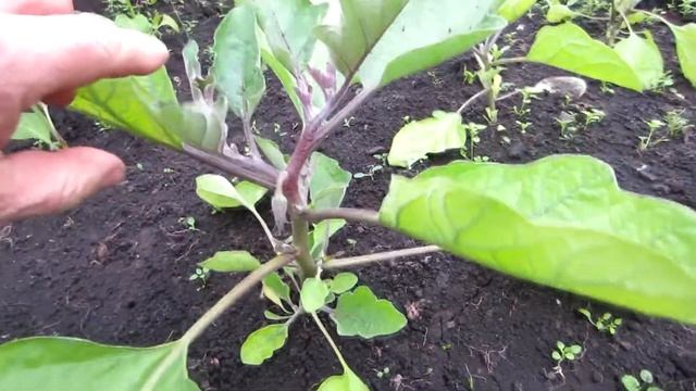Пасынкование баклажан в поликарбонатной теплице и уход за ними. смотреть онлайн