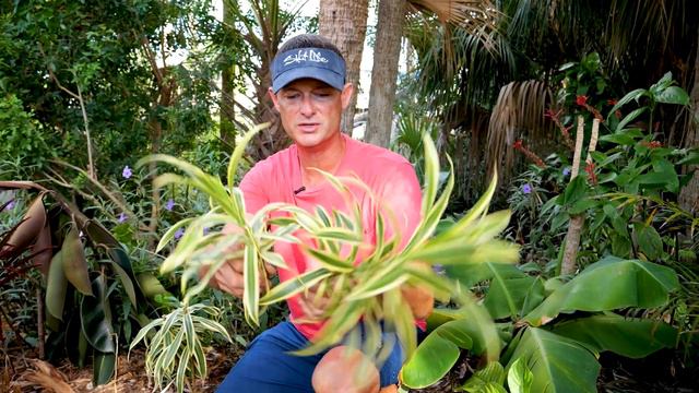 SONG of INDIA plant | Propagation and Care смотреть онлайн