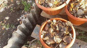 8 октября 2021 г. Как обновить землю в кашпо для весенней посадки цветов.