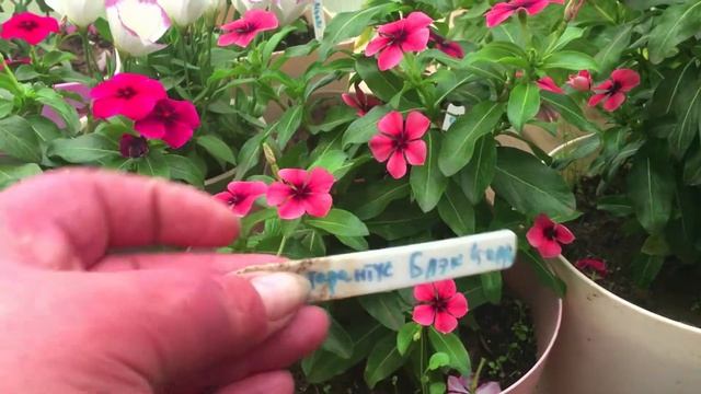 Яркие катарантусы – цветы, которые влюбляют в себя с первого взгляда смотреть онлайн