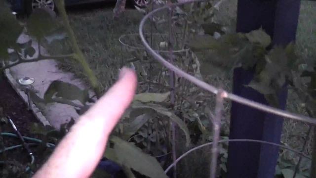 Zip tie damage to my tomato plant. смотреть онлайн