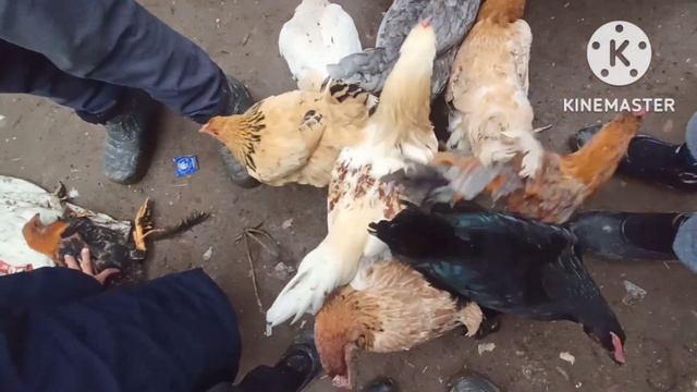 мург бозори нохияй Ёвон нархи индук дакан мург харгуш кафтар мургови кабг будана смотреть онлайн