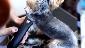 Как красиво подстричь Йорка на лето.