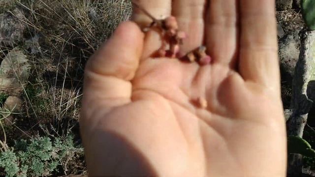 Pistacia atlantica / Almacigo grove - tiny edible nuts and commercial pistaccio rootstock смотреть онлайн