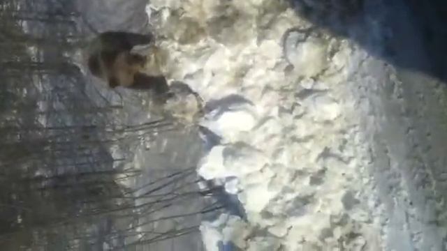 Медведь на дороге,' проснулся в снег не хватило жира)))
