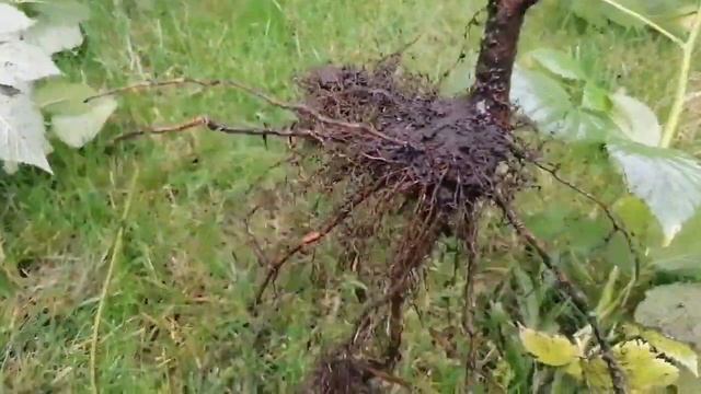 Саженцы ежевики Блэк Сатин 2022 смотреть онлайн