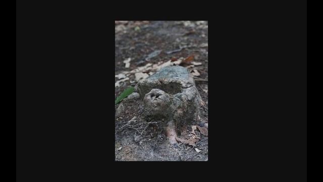 Pareidolia Can Be Fun! смотреть онлайн