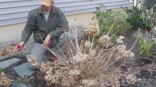 Pruning Endless Summer hydrangea in the Spring by LandscapeConsultation.com