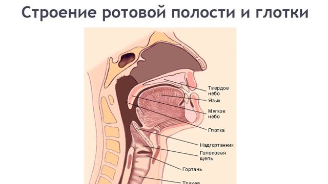 Биология, 9 класс: Пищеварительная система человека смотреть онлайн