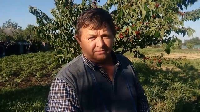 Клубника лучше чем черешня смотреть онлайн