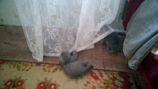 котята вислоухие шотландцы. Артёмовка (Полтавская обл.) смотреть онлайн