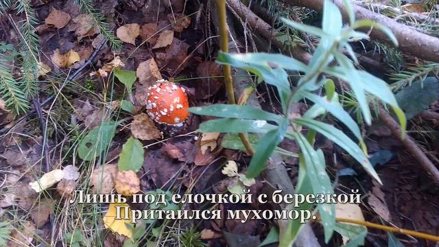 ＃Красота родной земли смотреть онлайн