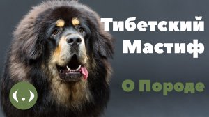 Тибетский Мастиф - О породе - Как выбрать щенка?