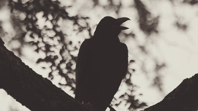 🔥🔥Премьера❗Rammstein-Mutter