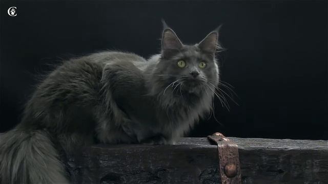 Видео мейн-куна окрас голубой солид (a) Candycoon's Katie в 11 месяцев www.coonplanet.ru смотреть онлайн