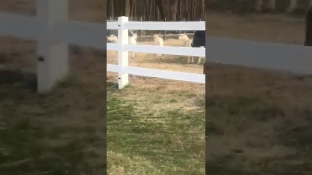 Feeding Apples To Barnyard Animals смотреть онлайн