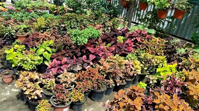 Как упаковать срезы колеусов для транспортировки смотреть онлайн