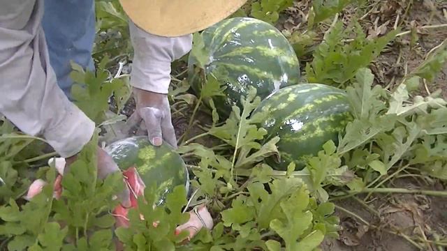 corte de sandia con Adrian смотреть онлайн