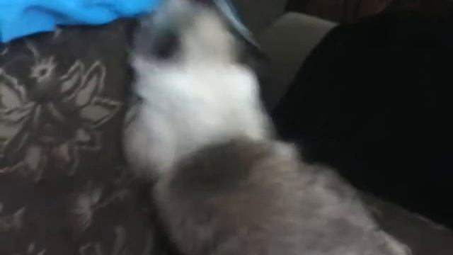 Как мой кот хочет кошку))) смотреть онлайн