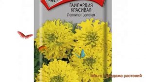 Гайлардия красивая Лоллипап золотая ? обзор: как сажать, семена гайлардии Лоллипап золотая