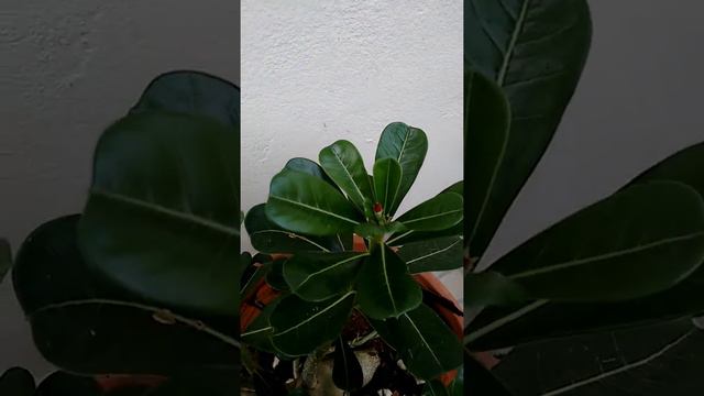 Montando minha coleção de RD смотреть онлайн