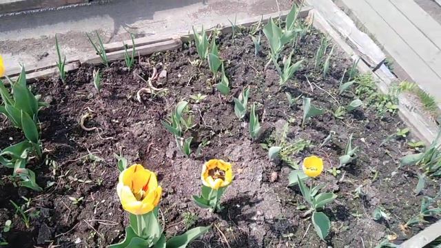 Тюльпаны, 17 мая 2021