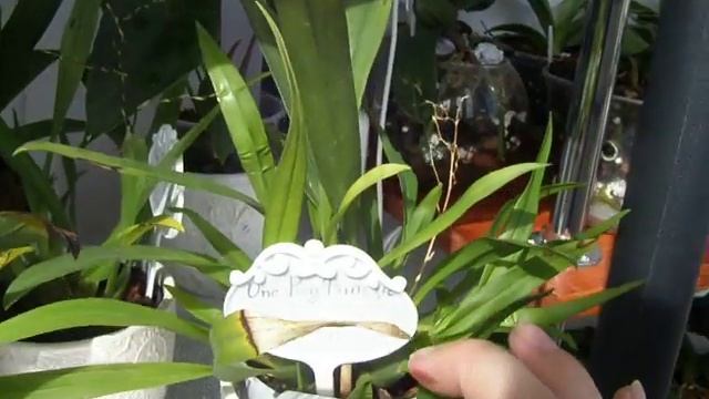 Мои Oncidium Twinkle смотреть онлайн