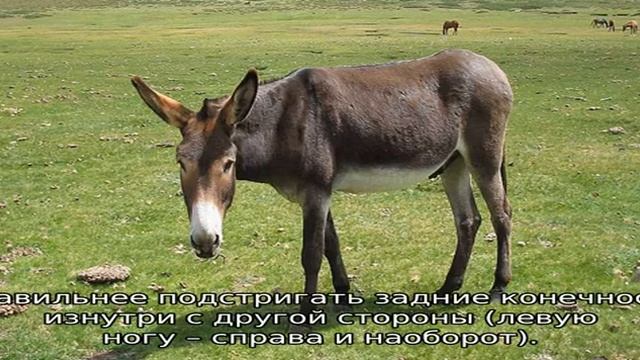 Спаривание лошадей смотреть онлайн