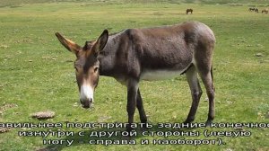 Спаривание лошадей