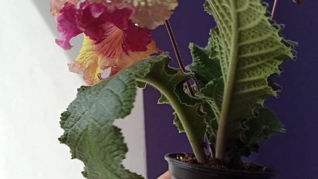 Мои новинки с выставки 🌺 смотреть онлайн