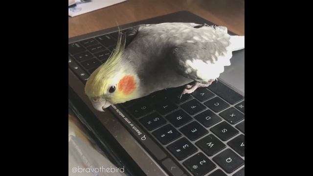 Birb Shows How To Use a Computer смотреть онлайн