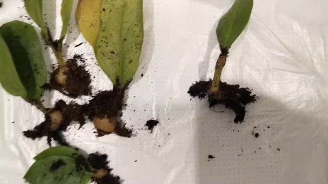 Замеокулькас. Долларовое дерево. Результаты размножения листом