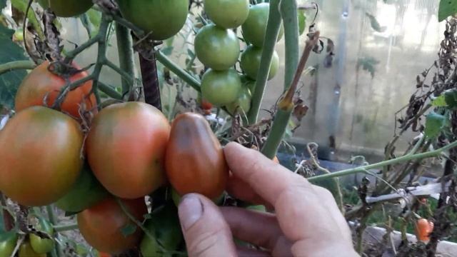 ???ТОМАТ ((( ДЕ БАРАО ЧЕРНЫЙ))) смотреть онлайн