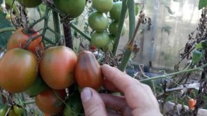 ???ТОМАТ ((( ДЕ БАРАО  ЧЕРНЫЙ)))