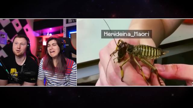 Никогда Не Спасайте Любое Животное, Которое Замерзло Во Льду | РЕАКЦИЯ на WATOP смотреть онлайн