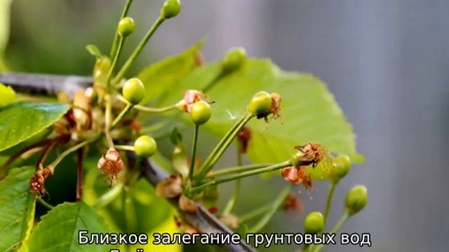 Почему у вишни опадает завязь смотреть онлайн