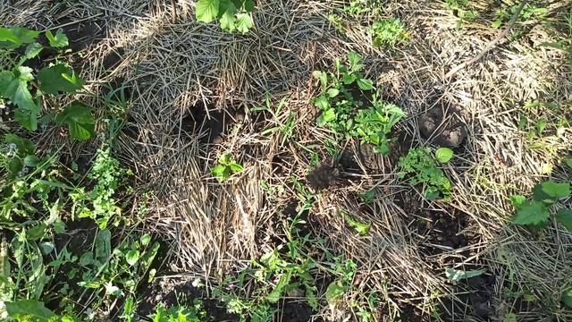 * ОРЕХ МЕДВЕЖИЙ 2020-НЕ ВСЕ ТАК ПРОСТО!!!! смотреть онлайн