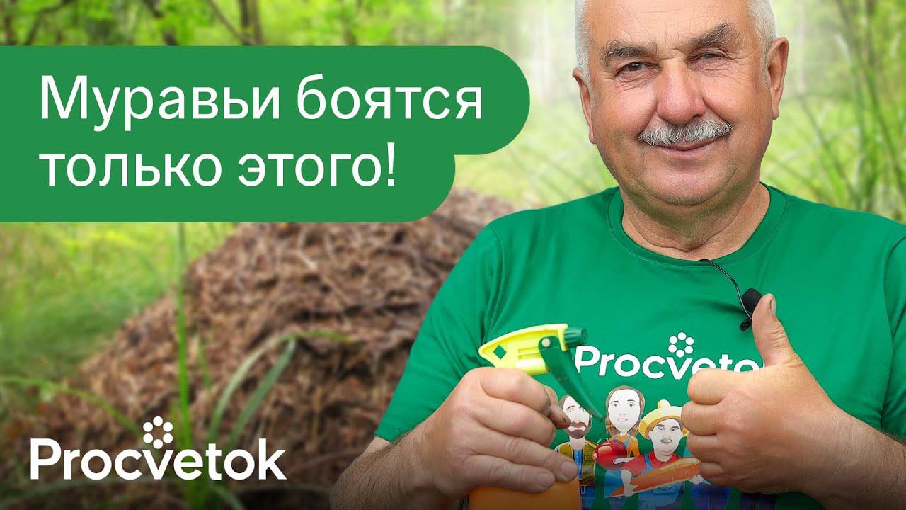ОТ МУРАВЬЕВ ПОМОГЛО С 1 РАЗА! Как я быстро избавился от муравьев в саду и огороде смотреть онлайн