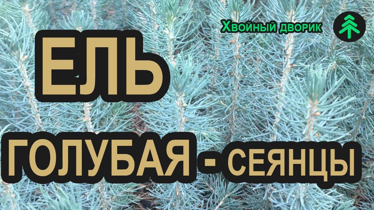 Сеянцы ели голубой Глаука 3-х летка. Саженцы хвойных растений "Хвойный дворик" - сезон осень 2019 смотреть онлайн