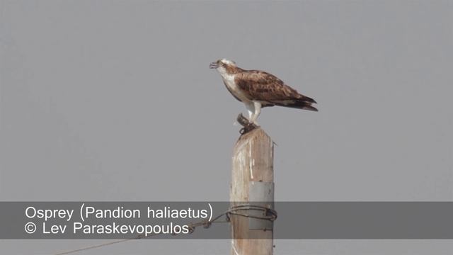 Osprey - Pandion Haliaetus