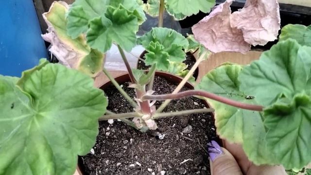 #387.Уход за черенками пеларгонии после получения. смотреть онлайн