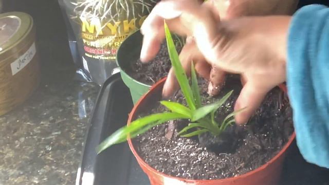 April 23,2020 Pandan Plants For My Birthday! смотреть онлайн