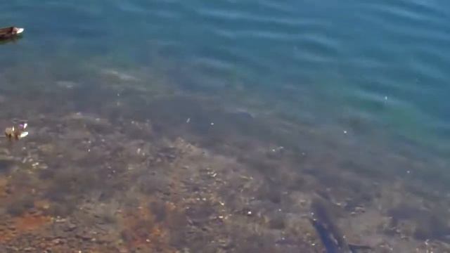 На кого охотится щука весной