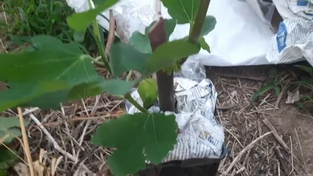 Летняя посадка саженца инжира Голиаф смотреть онлайн