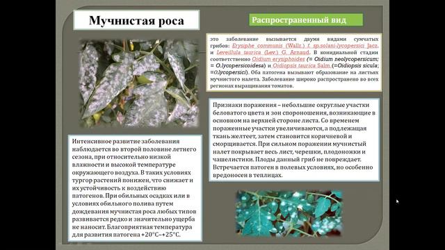 Лекция Болезни овощных и бахчевых культур часть 2 смотреть онлайн