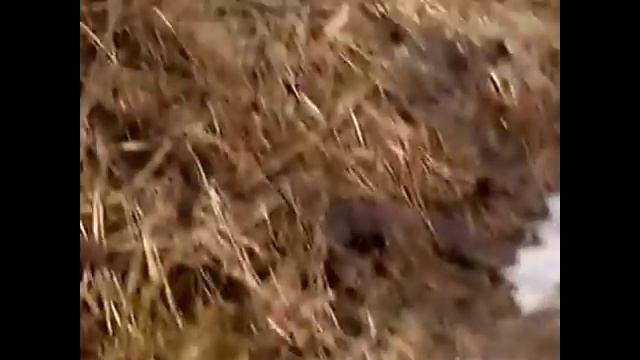 ЗАТОПЛЕНИЕ ПОСЕЛКА В СВЕРДЛОВСКОЙ ОБЛАСТИ 2016 смотреть онлайн