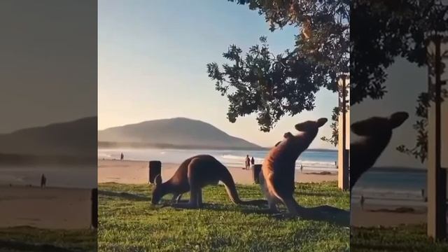 Утренняя растяжка Кенгуруle mot russe dokumanter animal? смотреть онлайн